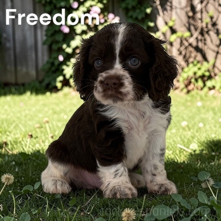 puppy, for, sale, Cocker Spaniel, Joe & Cherri  Overlease, dog, breeder, Miller, MO, dog-breeder, puppy-for-sale, forsale, nearby, find, puppyfind, locator, puppylocator, aca